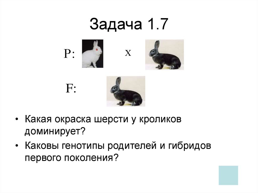 Ген короткой шерсти а у кошек доминирует. Моногибридные задачи. Задачи на моногибридное скрещивание. Задачи на скрещивание. Задачи по генетике кролики.