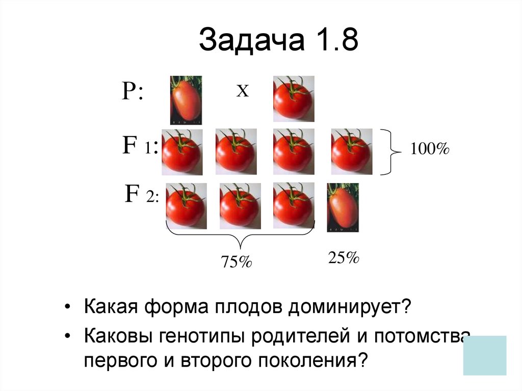 При скрещивании томатов. Каковы генотипы родителей и потомства?. Какая форма плодов доминирует. Каковы генотипы родителей. Какая форма плодов доминирует каковы генотипы родителей и потомства.