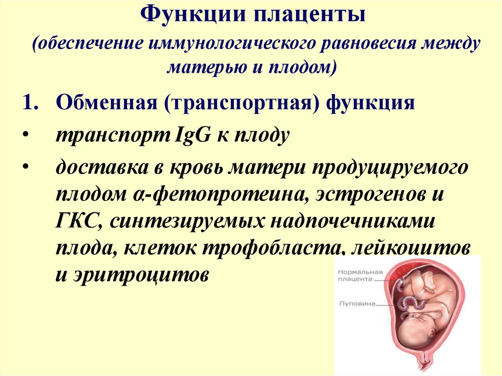 Схема мать плацента плод