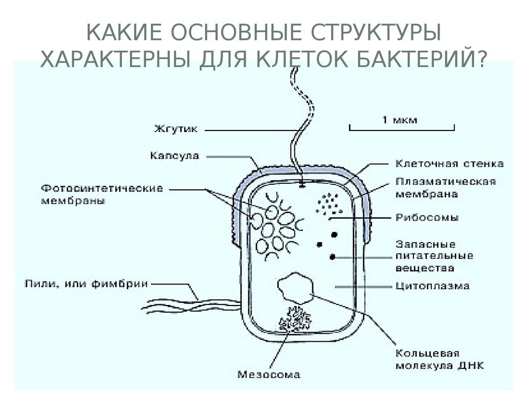 Клетка бактерии гриба