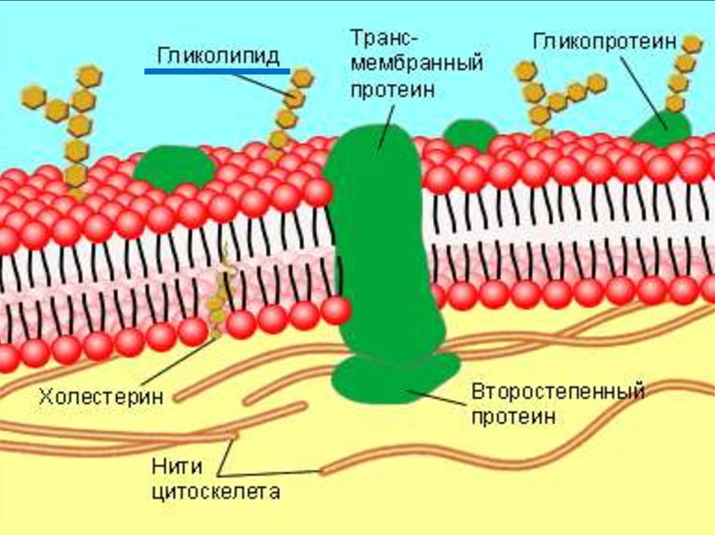 Гликолипид