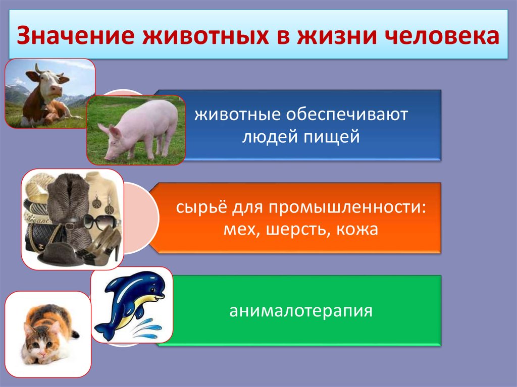 Роль животных в жизни человека презентация