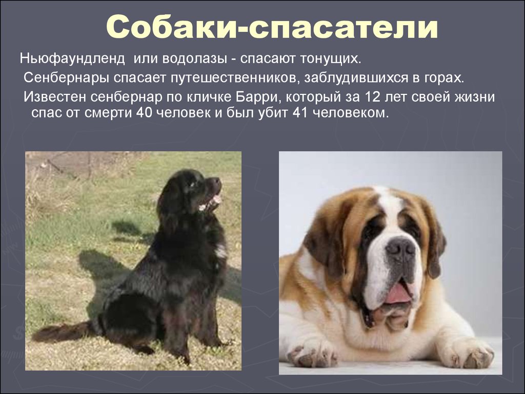 Породистые собаки фото с описанием