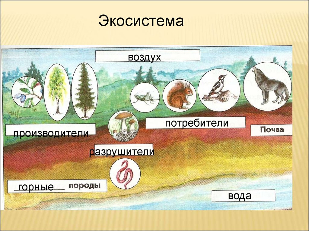 На рисунке изображены две экосистемы экосистема степи и смешанного леса сравните многообразие