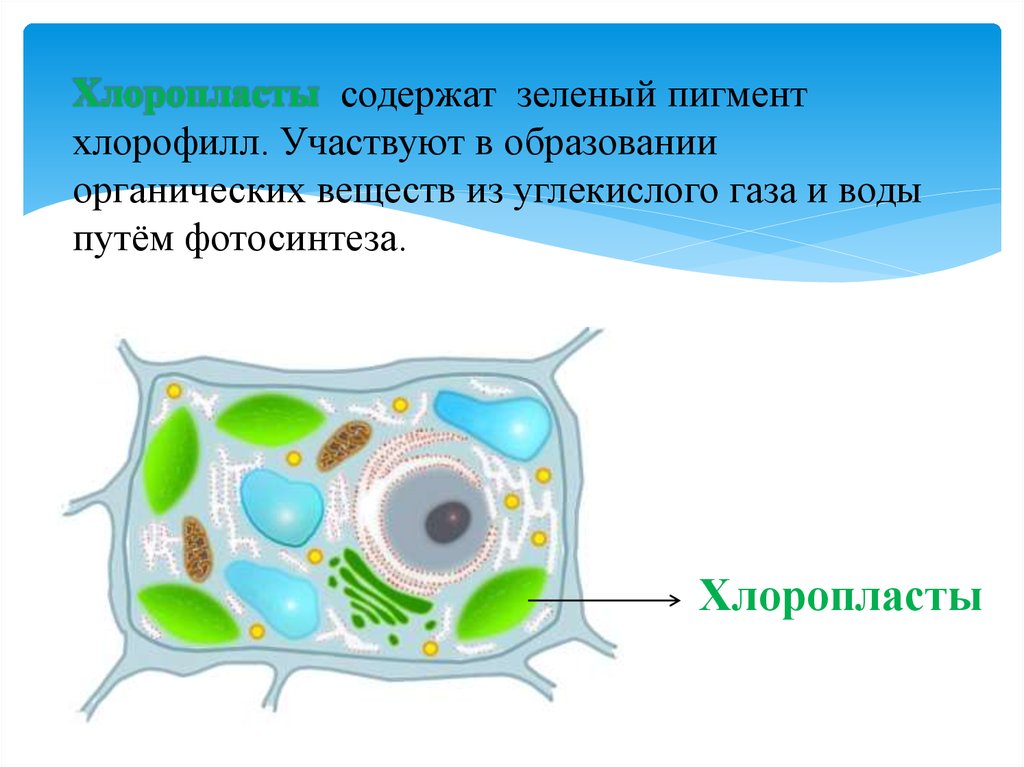 В хлоропластах содержатся пигменты