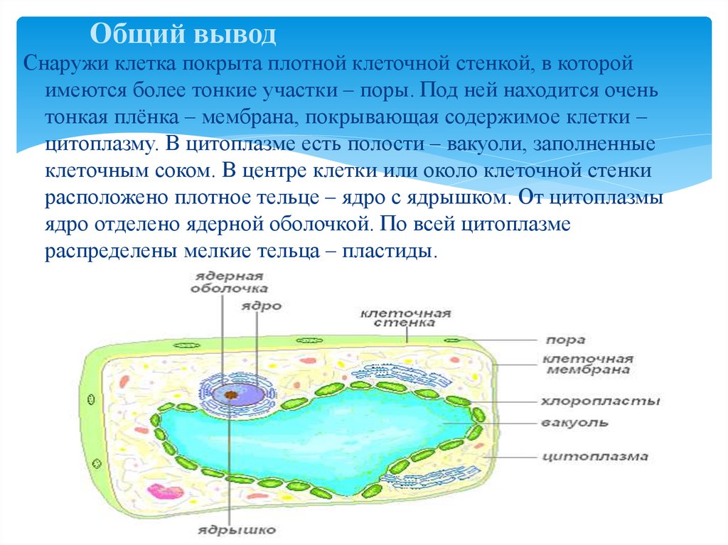 Клетка растений снаружи имеет. Мембрана растительных клеток снаружи покрыта. Покрывает клетку снаружи. Снаружи живую клетку покрывает мембрана. Клетка покрыта снаружи клеточной.