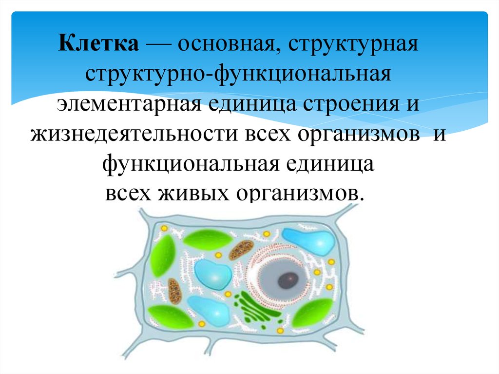 Клетка — основная, структурная структурно-функциональная элементарная единица строения и жизнедеятельности всех организмов и функциона