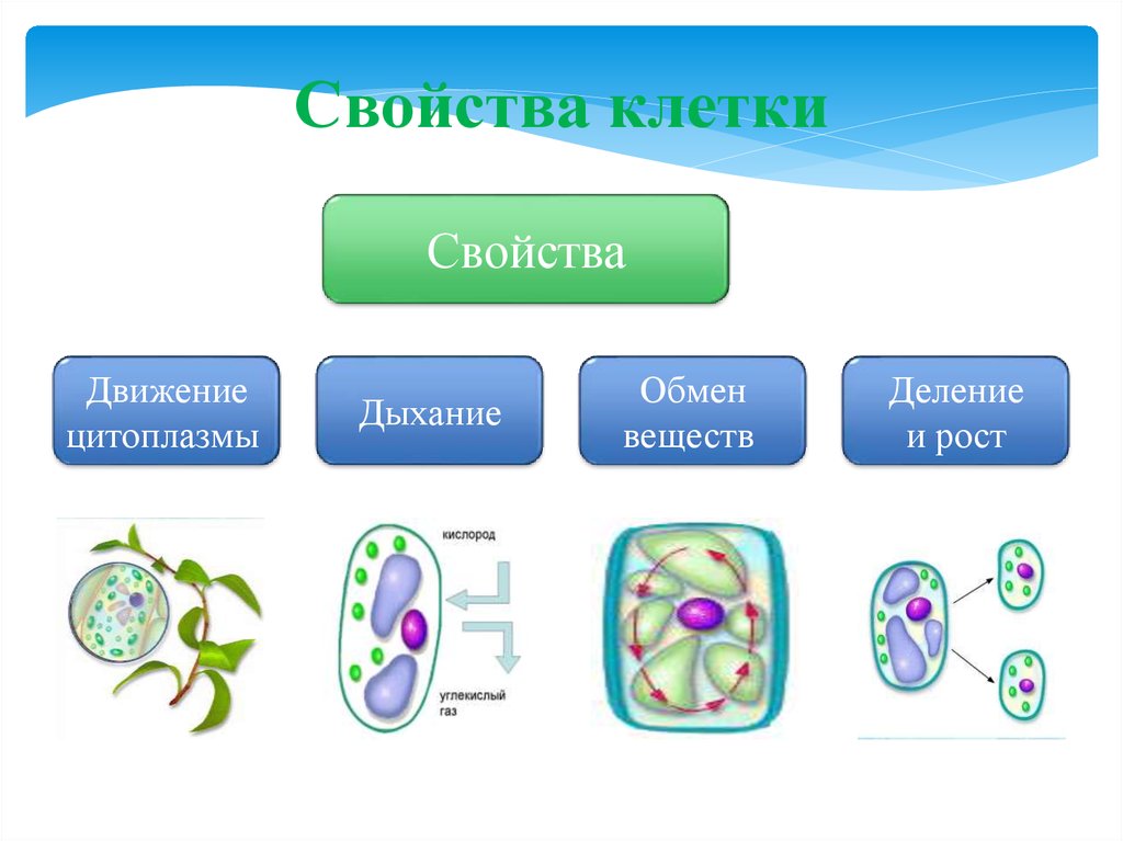 Значение живой клетки. Свойства растительной клетки схема. Функциональные свойства живой клетки. Свойства клетки. Свойства растительной клетки.