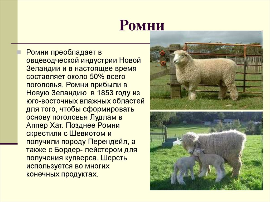 Овцеводство в какой природной зоне. Овцеводство преобладает. Овцеводство преобладает в части. Овцеводство презентация. Животноводство новой Зеландии презентация.