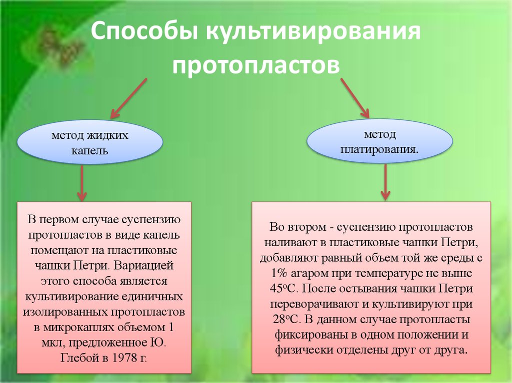 Техника получения. Метод жидких капель Протопласты. Способы слияния протопластов. Способы культивирования протопластов. Схема получения и культивирования протопластов.