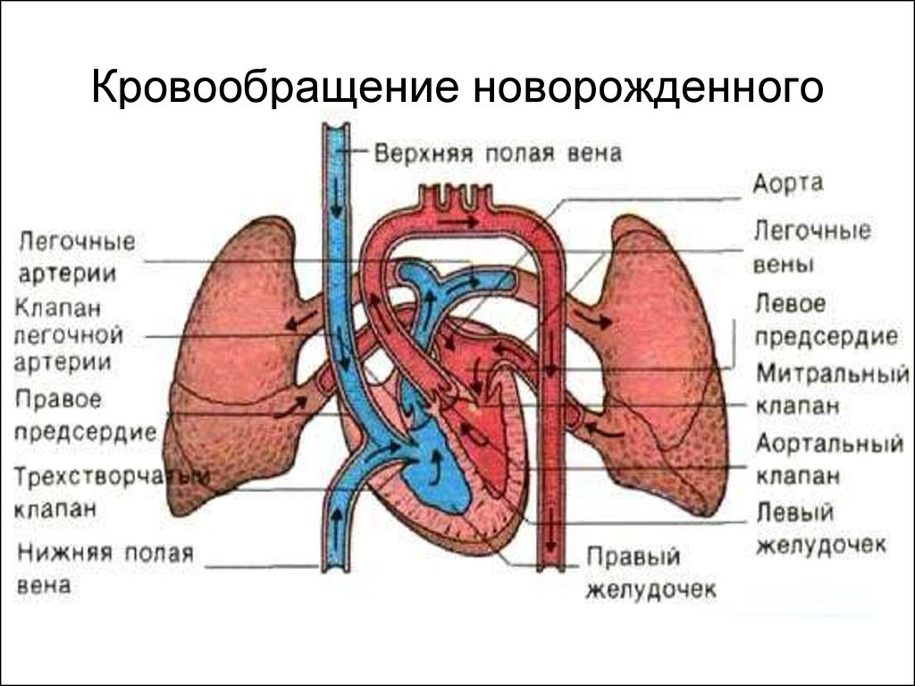 Сердце плода. Кровообращение новорожденного схема. Круг кровообращения новорожденного схема. Афо системы кровообращения новорожденных. Особенности сердечно-сосудистой системы новорожденного.