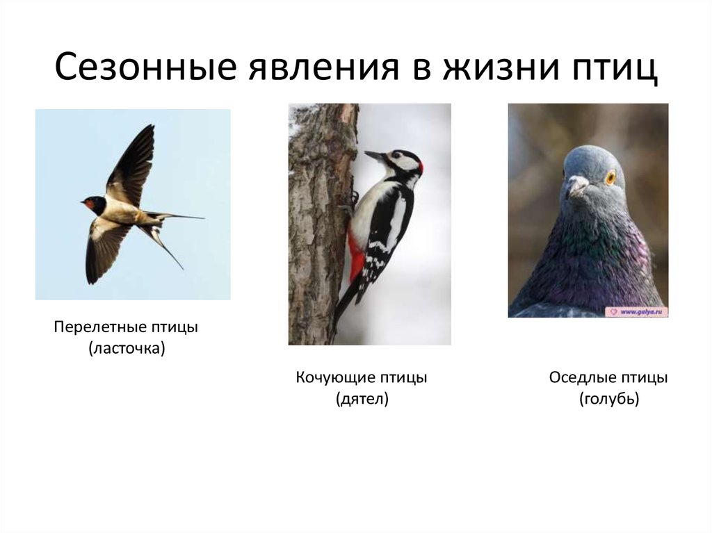 Сезонные явления птиц 7 класс. Сезонные явления птиц. Сезонные изменения птиц. Сезонныеьявления в жизни птиц. Сезонные явления в жизни птиц.