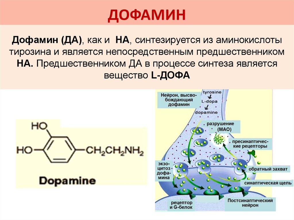 Аминокислота образуется в процессе. Биосинтез дофамина. Синтез дофамина из Дофа. Реакция образования дофамина. Синтез дофамина биохимия.
