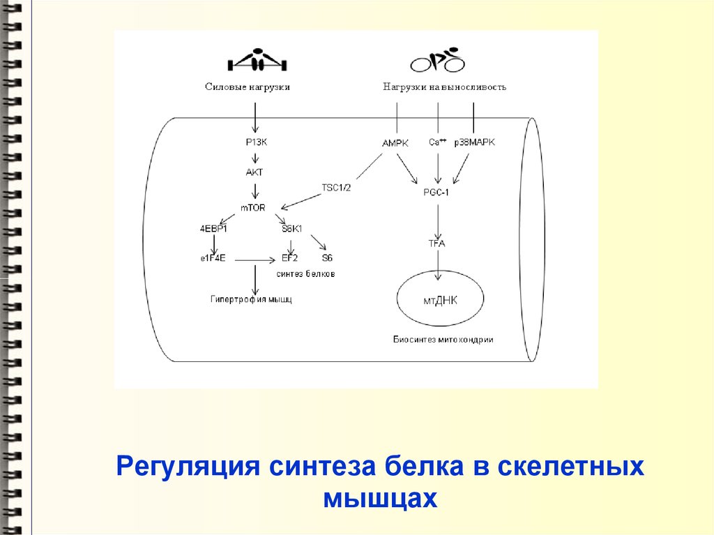 Рост синтез. Регуляция синтеза белка. Синтез белка в мышцах. Гормональная регуляция биосинтеза белка. Синтез белков в мышцах.