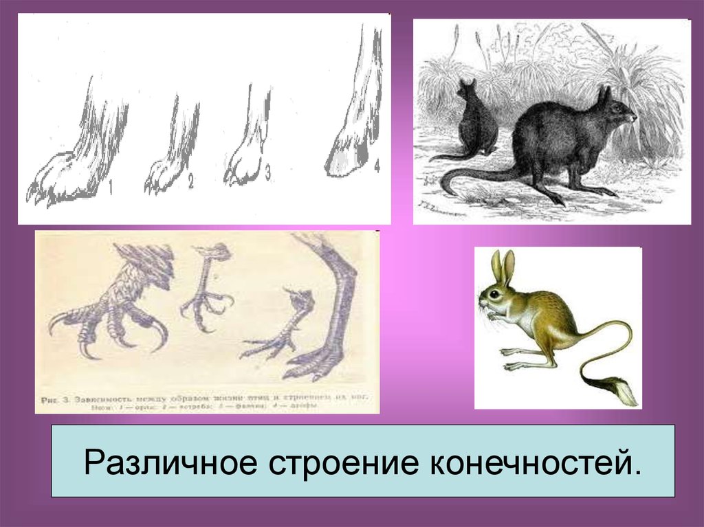 Строение конечностей. Строение конечностей беляка. Различные строение конечностей животных названия. Футлярное строение конечностей. Строение конечностей Корсак.