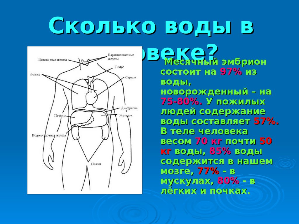 Сколько состоит. Саольководы в теле человека. Сколько воды в теле человека. Сколько воды в человеке. Сколько кг воды в человеке.