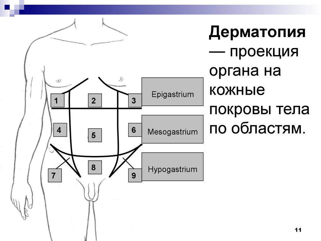 Проекция органов. Проекция органов на кожные покровы. Проекция внутренних органов на кожных покровах. Мезогастрий. Примеры проекций органов на кожные покровы.