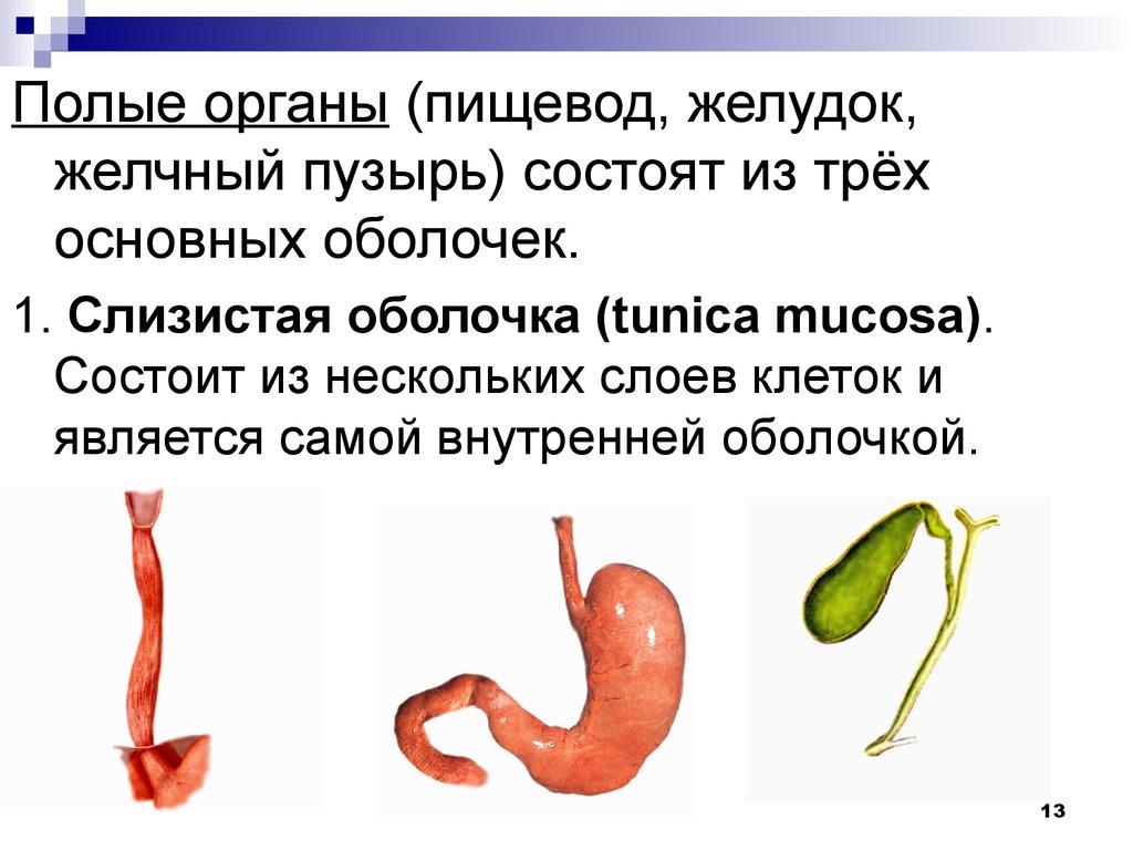 Пищевод желудок желчный пузырь. Полые внутренние органы примеры. К полым органам относятся. К полым внутренним органам относятся.
