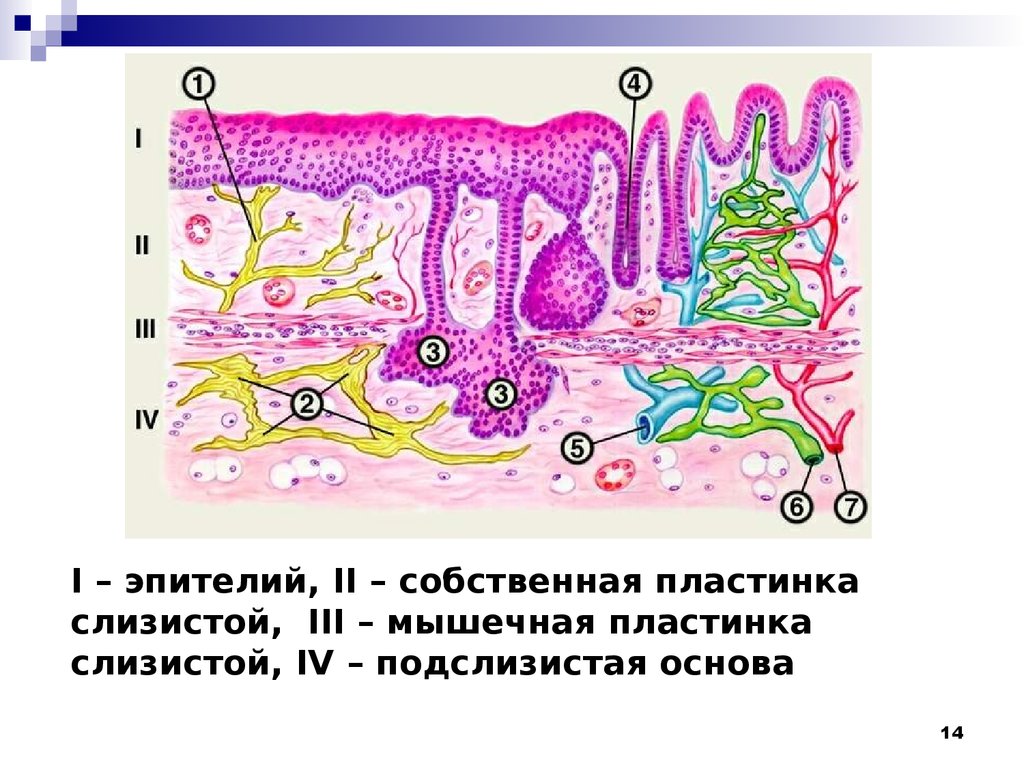 Эпителий слизистой оболочки. Строение слизистых оболочек. Слизистая оболочка строение. Структура слизистой оболочки. Собственная пластинка слизистой оболочки.