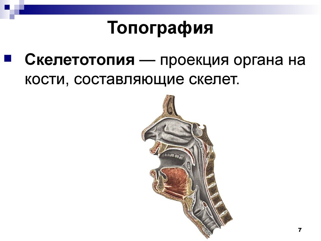 Скелетотопия глотки анатомия. Топография глотки скелетотопия.