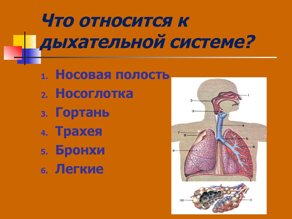 Какие дыхательные органы. Органы относящиеся к дыхательной системе. Чта относится к двхательной систем. К органам дыхания относятся. К системе органов дыхания относятся.