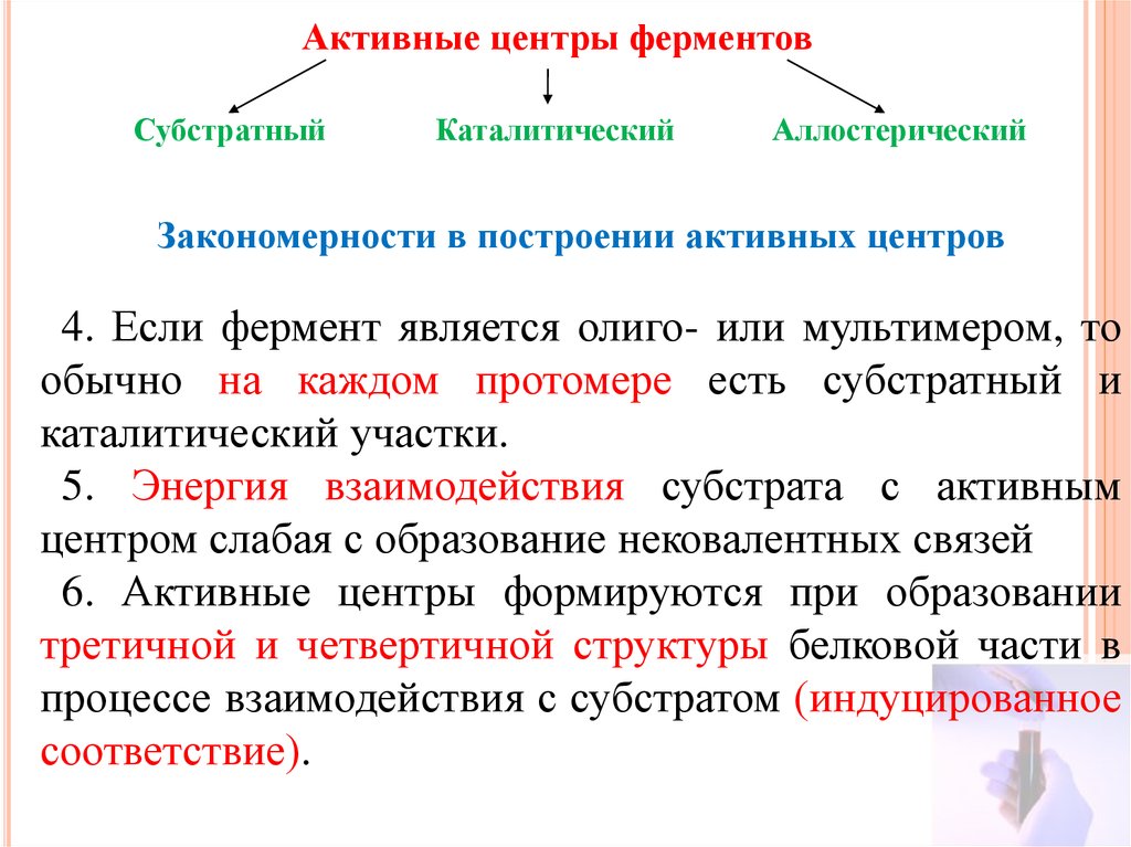 Активный центр фермента. Активные центры ферментов закономерности в строении. Характеристика активного центра ферментов. Активный центр фермента закономерности формирования. Функция активного и аллостерического центра ферментов.