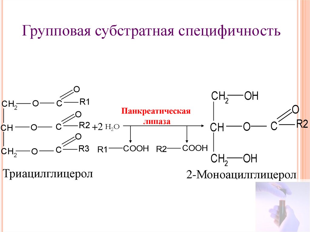 Специфическое действие ферментов. Групповая специфичность ферментов. Групповая Субстратная специфичность. Фермент с относительной субстратной специфичностью. Реакция катализируемая панкреатической липазой.