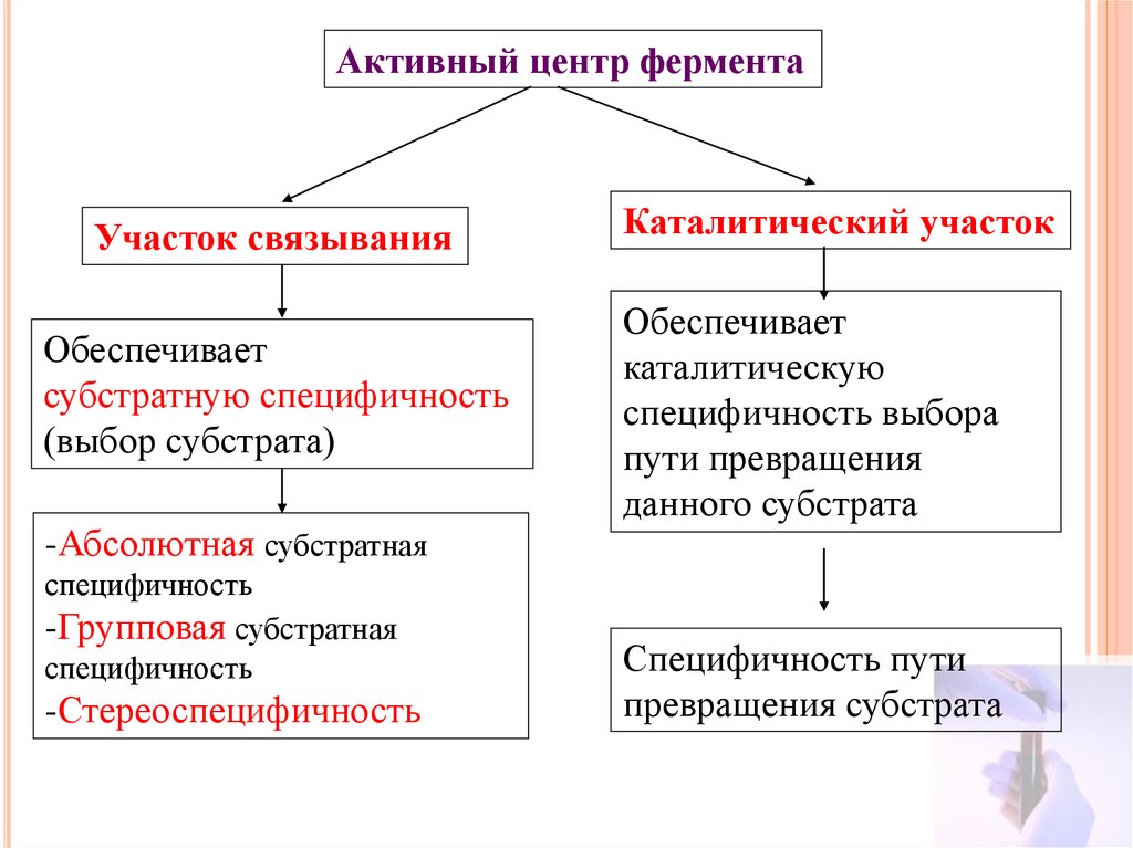 Активный центр фермента. Каталитический участок активного центра обеспечивает. Активный центр фермента и каталитический участок. Активный центр ферментов участок связывания. Участки активного центра фермента.