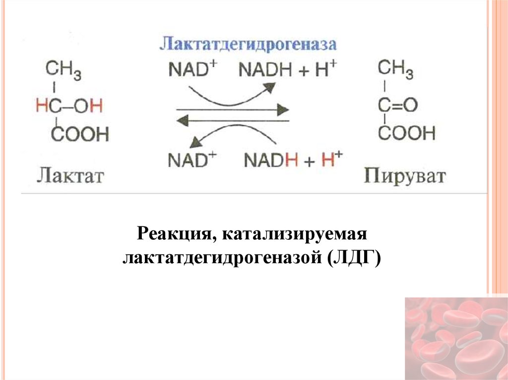 Реакция катализируемая алт. Пируват в лактат реакция. Реакция превращения пирувата в лактат. Лактатдегидрогеназа катализируемая реакция. Образование лактата из пирувата.