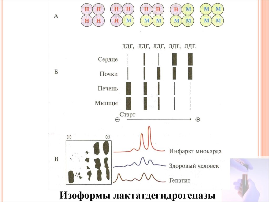 Лдг что это. Изоферменты лактатдегидрогеназы (ЛДГ). Строение изоферментов ЛДГ. ЛДГ фермент биохимия. Строение лактатдегидрогеназы.