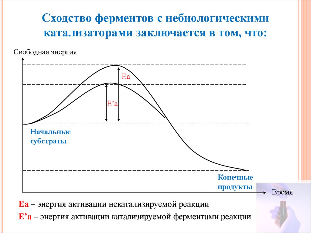 Свойства катализаторов ферментов. Особенности ферментов как биологических катализаторов. Сходство ферментов с небиологическими катализаторами заключается. Энергия активации ферментов. Особенности ферментов как катализаторов.