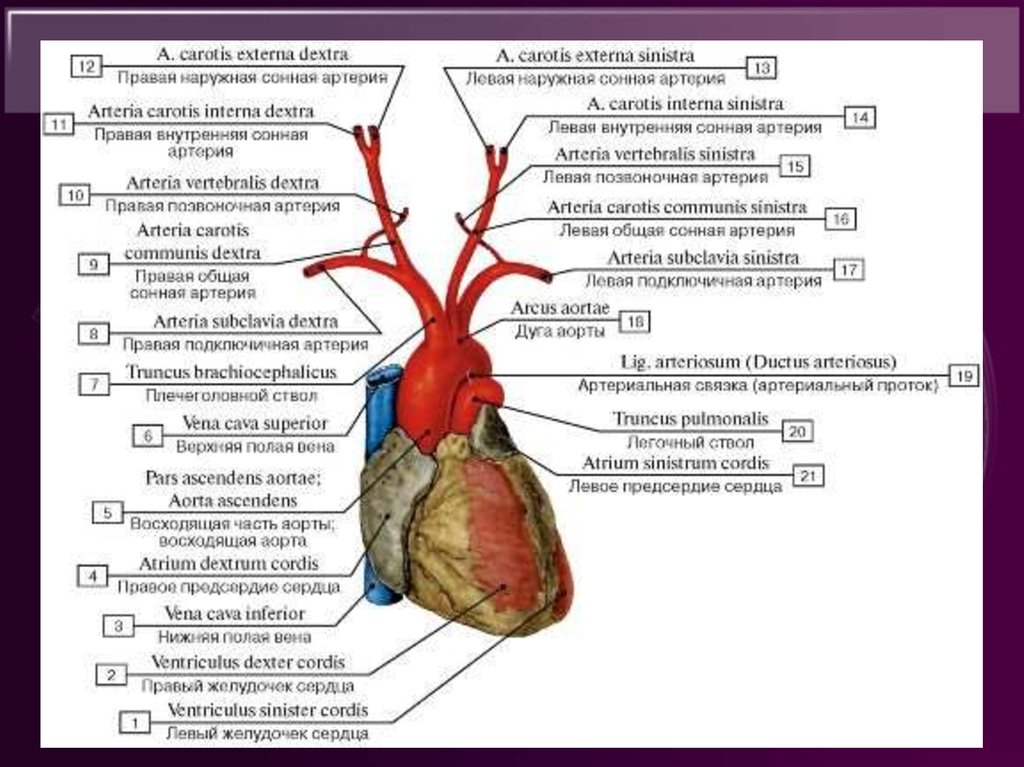 Статья артерия жизни по дну чего. Ветви дуги аорты анатомия латынь. Ветви дуги аорты сонной артерии. Ветви дуги аорты анатомия схема. Анатомия сонных артерий схема.