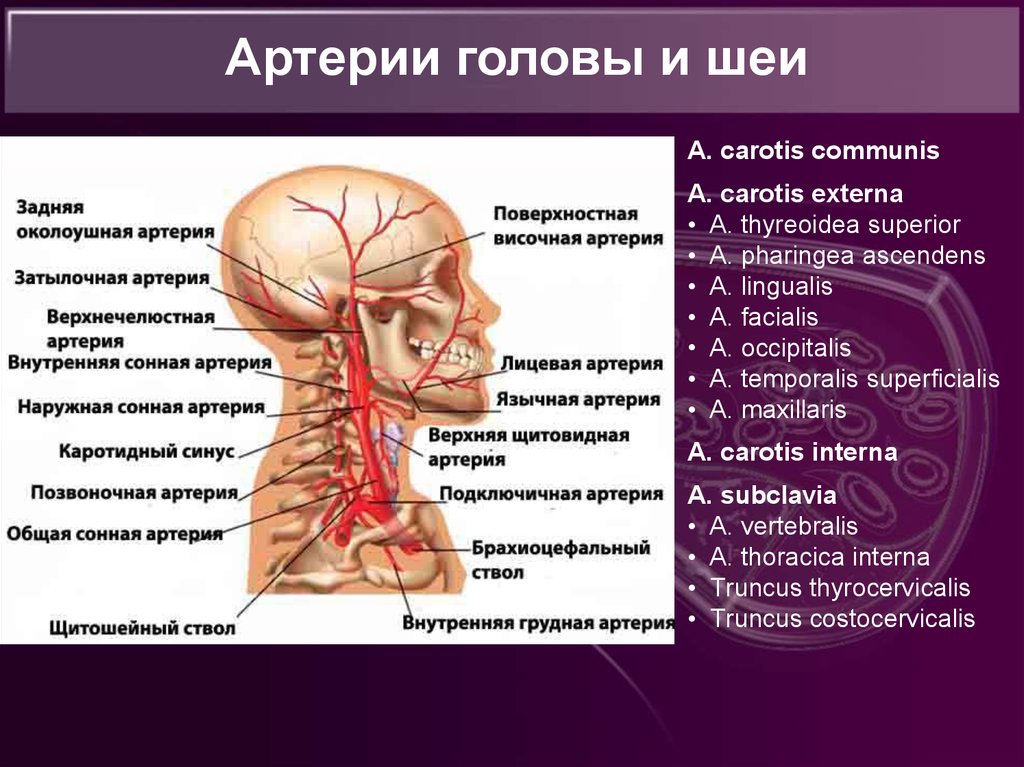 Мозг затылок. Артерии шеи и головы области кровоснабжения. Артерии головы и шеи анатомия. Кровоснабжение головы и шеи схема.