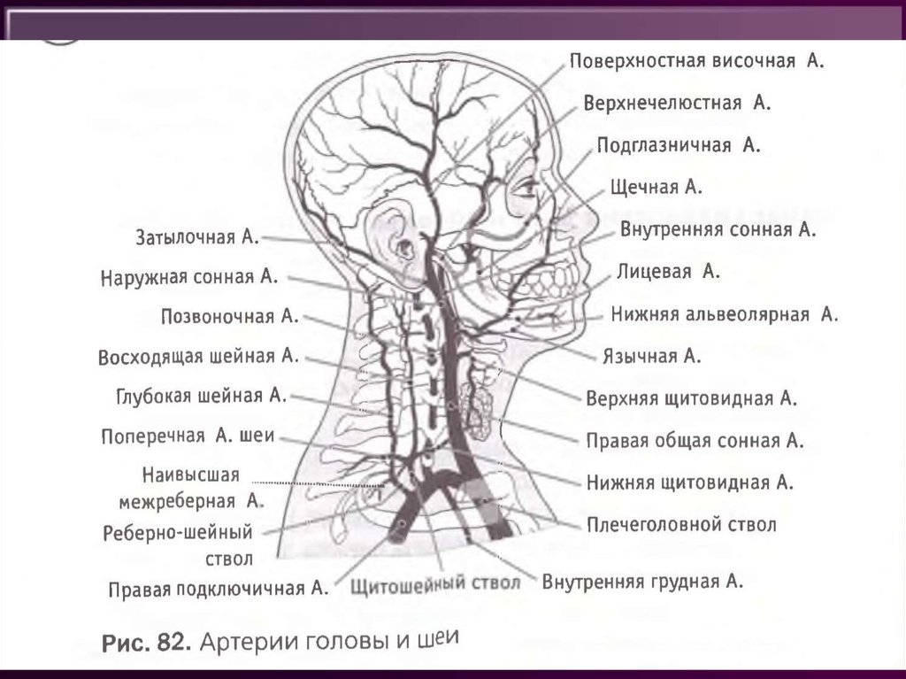 Общий план строения артерий