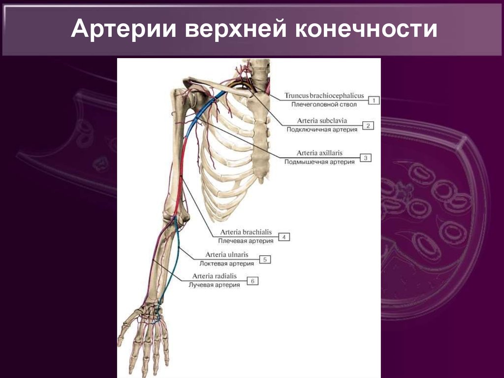 Кровообращение верхней конечности. Схема кровообращения верхней конечности. Схема артериального кровотока верхней конечности. Артерии кровоснабжающие верхнюю конечность. Сосуды верхней конечности анатомия.