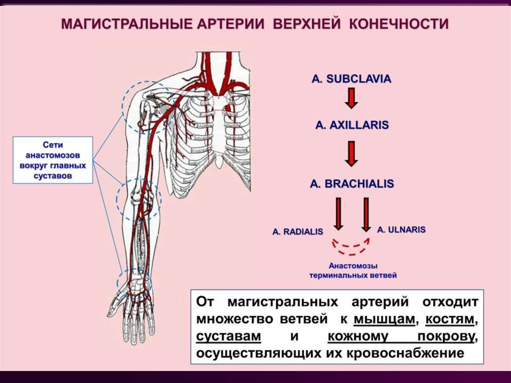 Магистральные сосуды