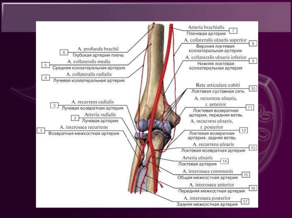 Сосуд на латинском. Коллатеральное кровообращение в области локтевого сустава. Нижняя коллатеральная локтевая Вена. Лучевая возвратная артерия кровоснабжает. Нижняя коллатеральная локтевая локтевая Вена.