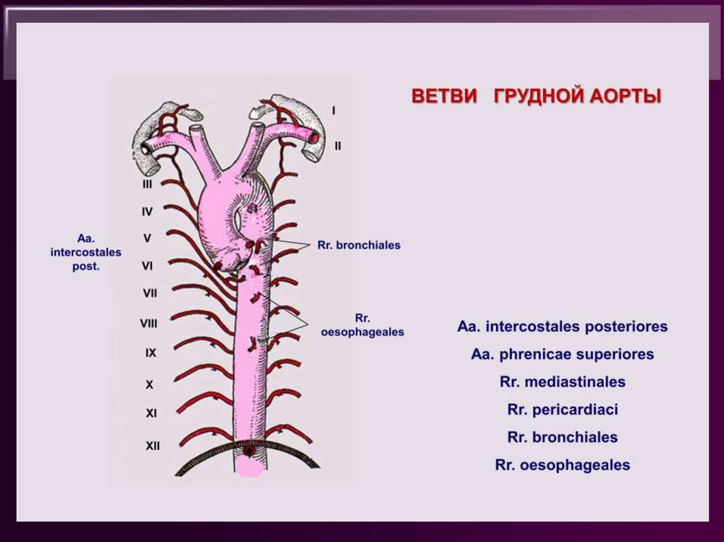 Передняя стенка аорты