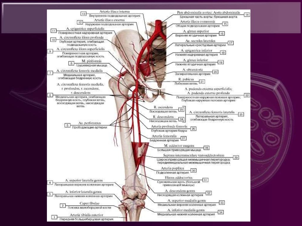 Внутренняя вена латынь. Латеральная артерия огибающая бедренную кость латынь. Артерии нижних конечностей вид спереди. Артерии нижней конечности анатомия латынь. Ветви бедренной артерии топографическая анатомия.