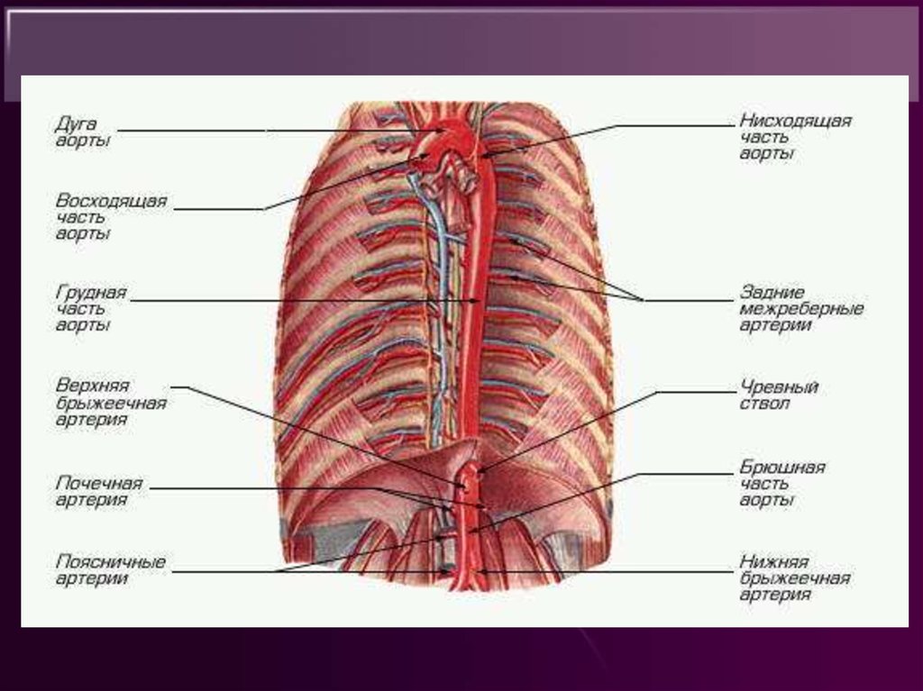 Грудная часть аорты схема