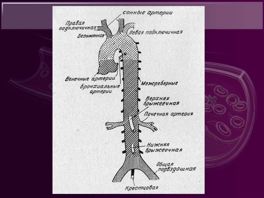 Верхняя полая аорта. Нисходящий отдел аорты анатомия. Ветви грудного отдела аорты схема. Ветви нисходящей части аорты схема. Графологическая схема брюшной аорты.