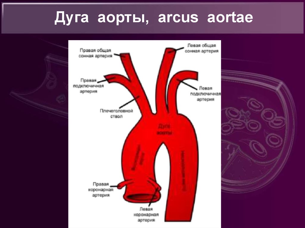 Строение аорты схема