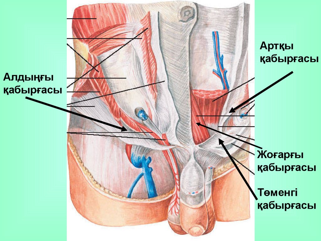 Поверхностное паховое кольцо. Поверхностное паховое кольцо анатомия. Наружное паховое кольцо. Паховый канал у мужчин.