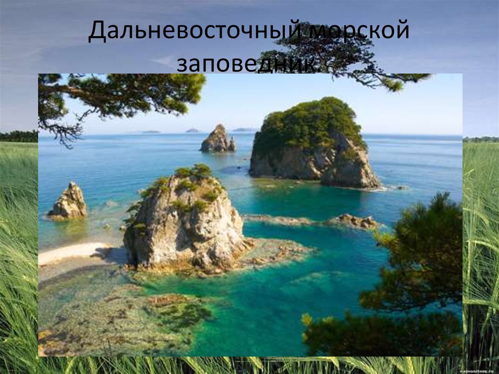 Дальневосточный морской заповедник.