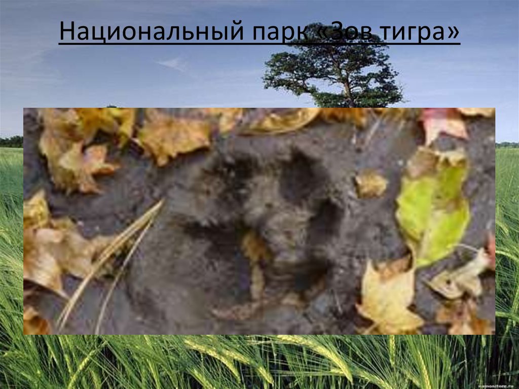 Национальный парк «Зов тигра»