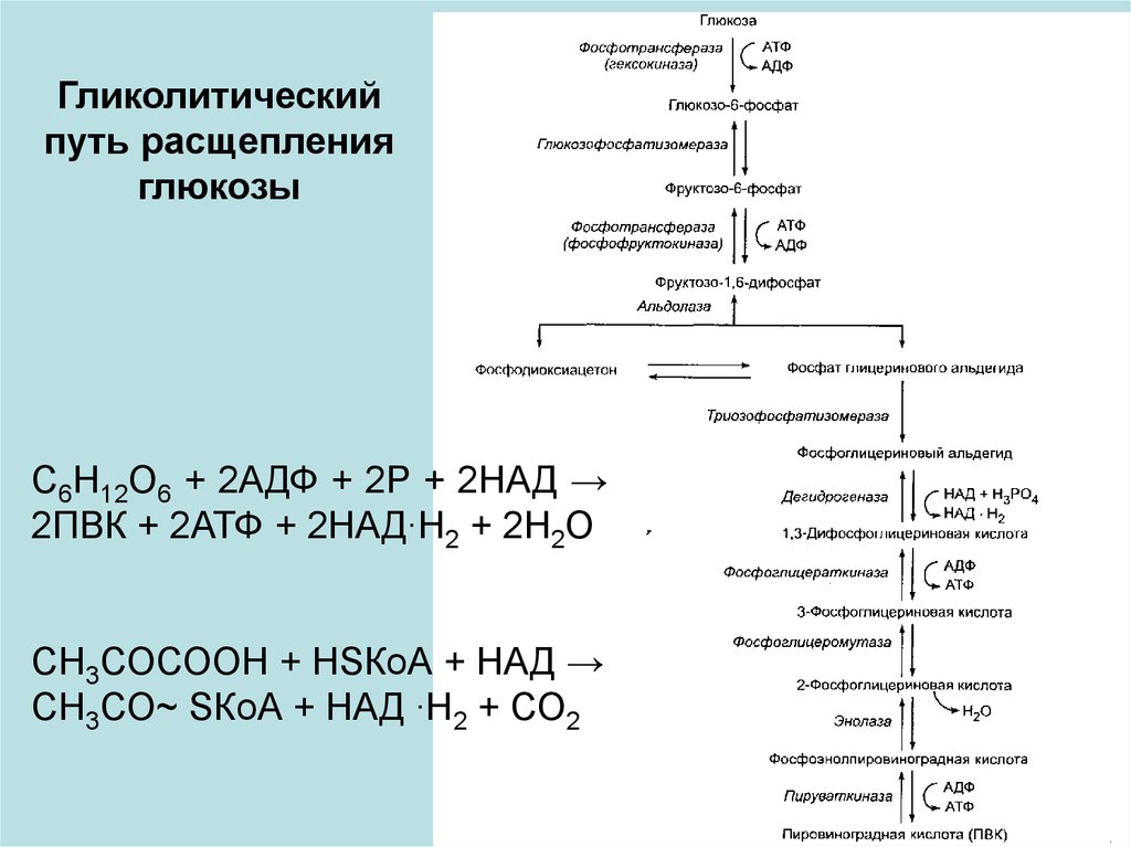 Процесс разложения глюкозы. Гликолитический распад Глюкозы. Распад Глюкозы до пирувата. Схема распада Глюкозы. Анаэробный путь распада Глюкозы.