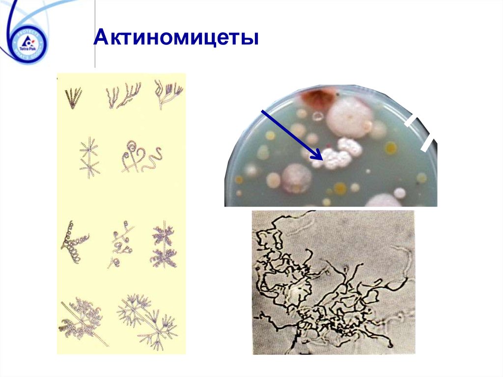 Актиномицеты микробиология презентация