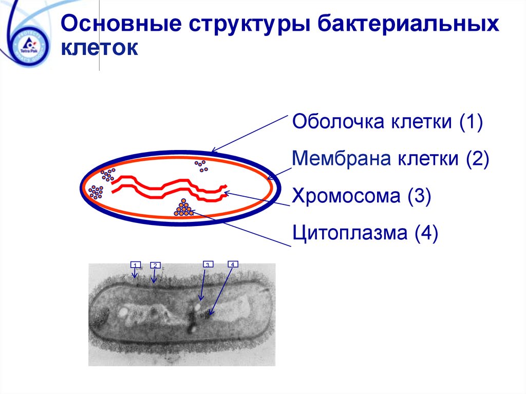 Цитоплазма бактерий