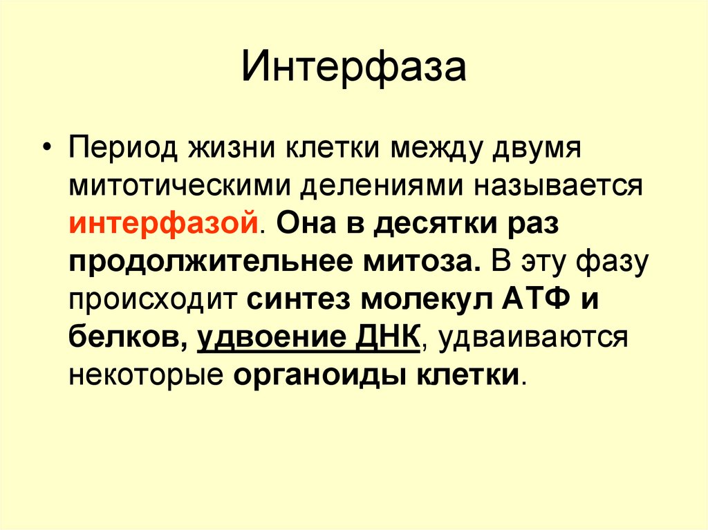 Период кратко. Понятие интерфаза. Характеристика интерфазы. Подготовительный этап митоза интерфаза. Интерфаза описание кратко.