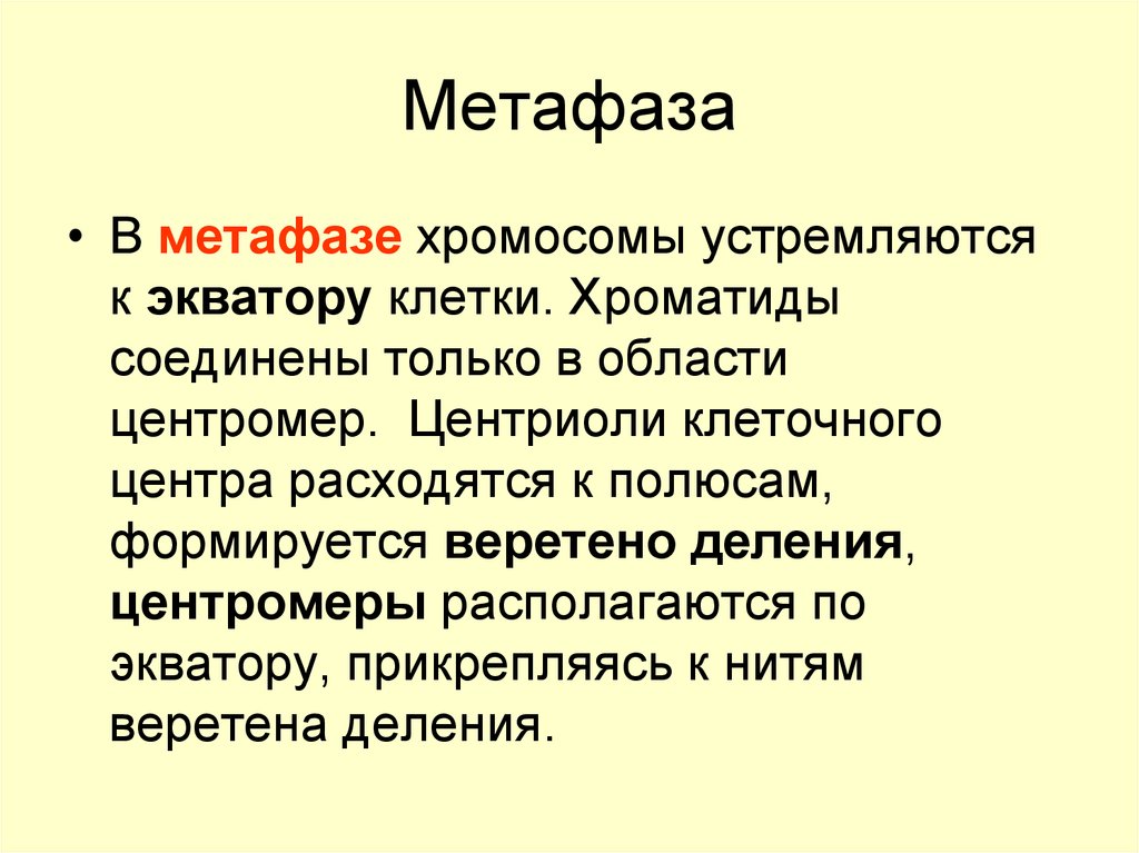 Метафаза